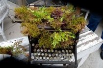 Цветник из печатной машинки Цветник из печатной машинки