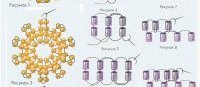 Как сплести цветок нарцисс из бисера два варианта в разных техниках плетения, схемы, фото и описание. Фото №7