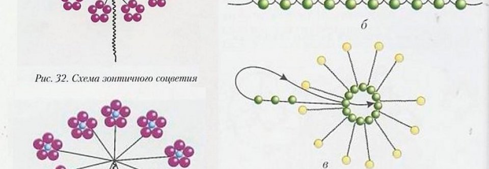 Flower Diagram