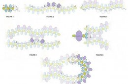 Simple Diagrams Of Bracelets From Biser